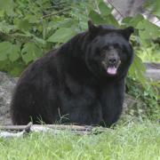 Endangered Florida Black Bear looking into camera