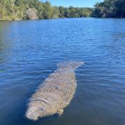 A manatee swimming in the river