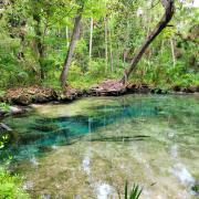 Green trees on the bank by the spring