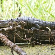 Alligator sunning on fallen tree on bank of a swamp