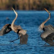 Two Great Blue Heron in shallow water doing mating dance
