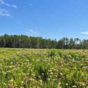 Flowering redroot in meadow with upland forest in distance
