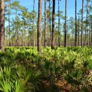 Saw palmetto growing under an upland pine forest