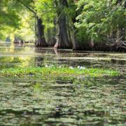 Still waters on the Withlacoochee River