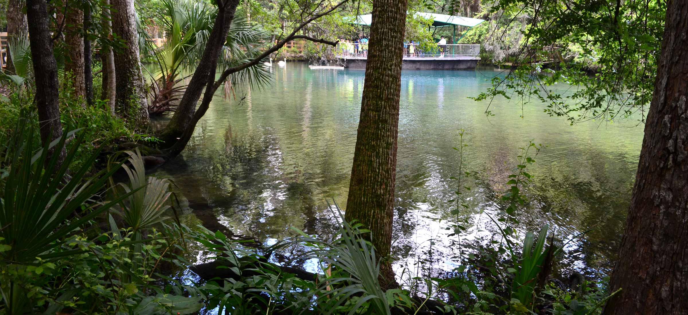 Homosassa Springs Citrus County - Homosassa Spring 2013 34