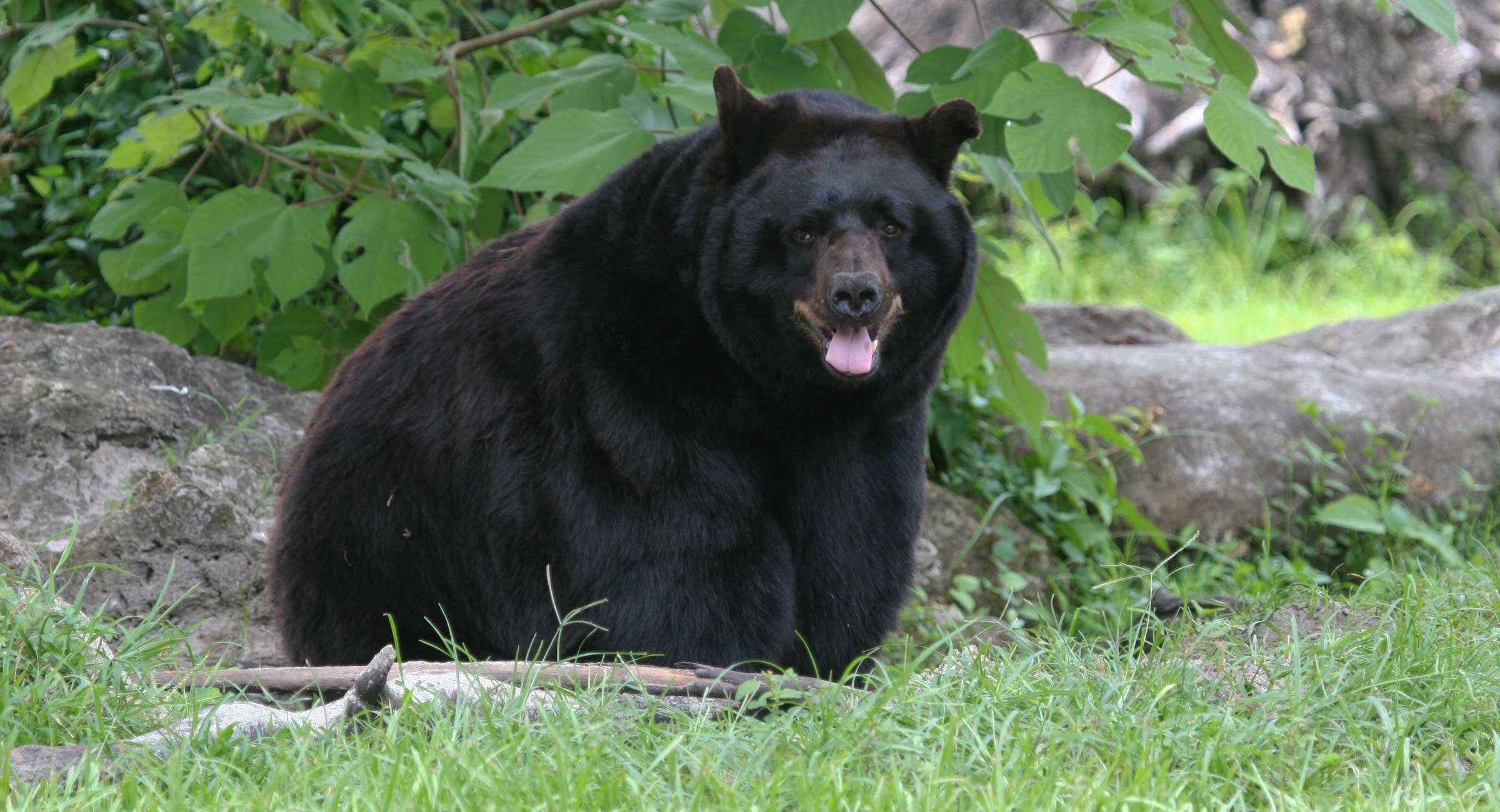 Florida Black Bear