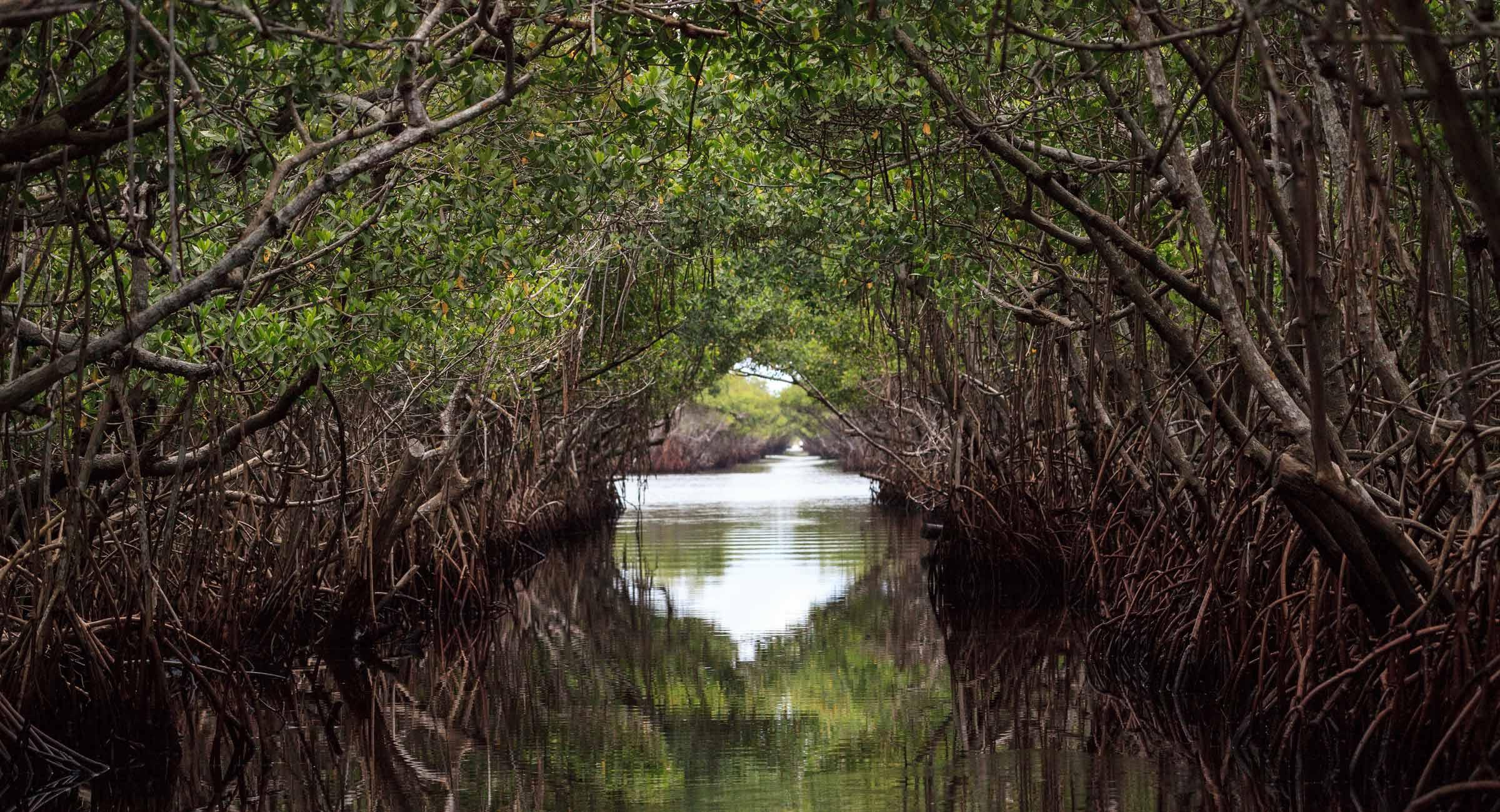 Florida s Mysterious Mangroves - Mangrove Tunnel 1332029785 