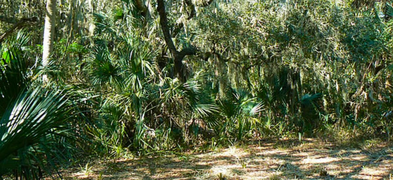 Little Manatee River — Upper Tract