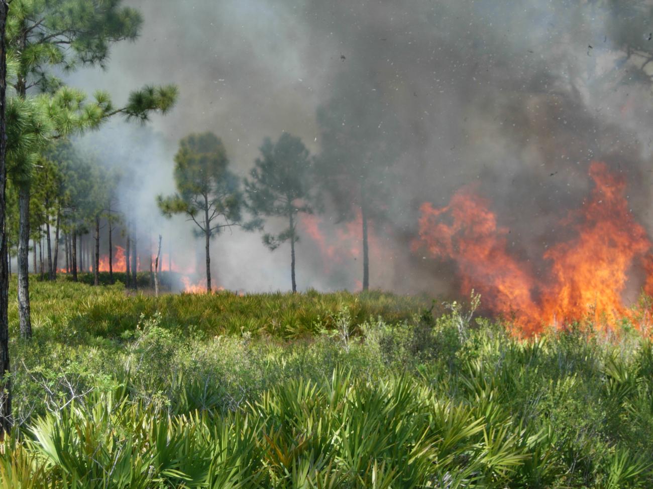 Controlled burn in open upland forest