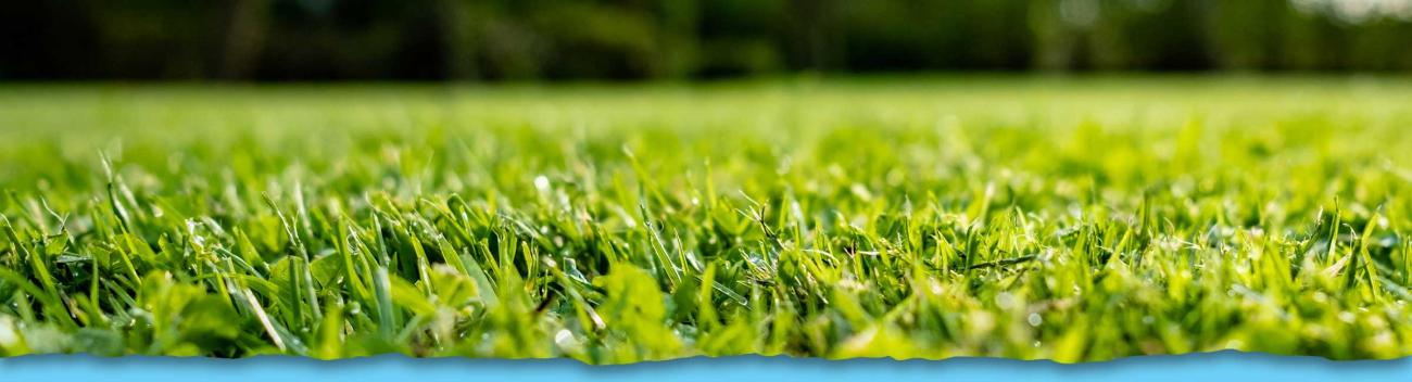 low angle view of green grass