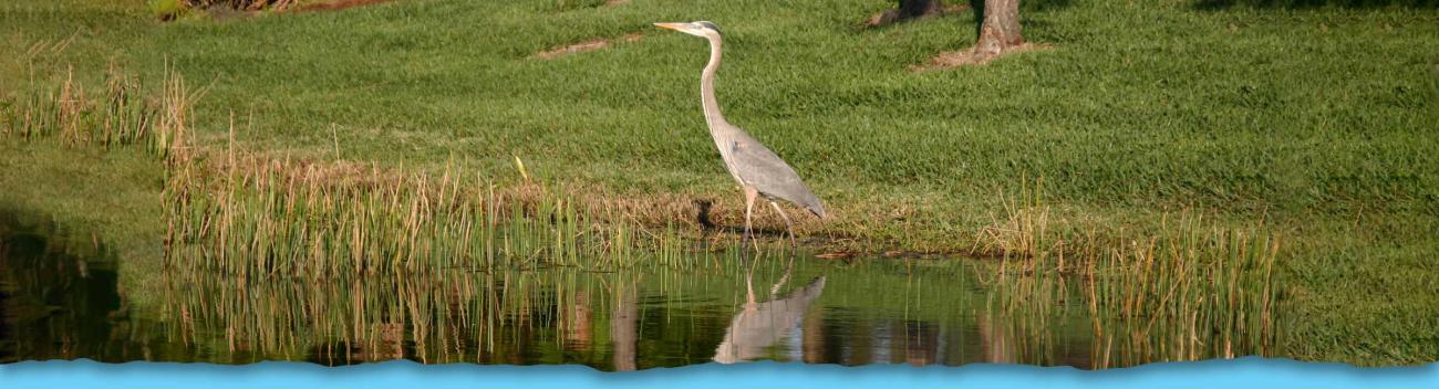 Great blue heron standing in shallow water