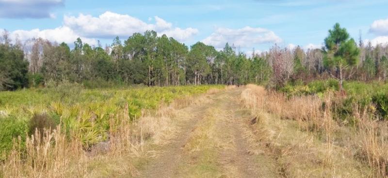 palmettos in front of pine trees