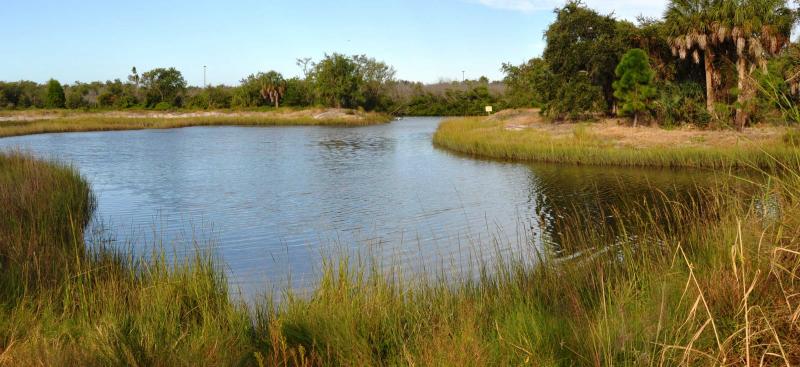 Clam Bayou water body and grassy shoreline with palm trees