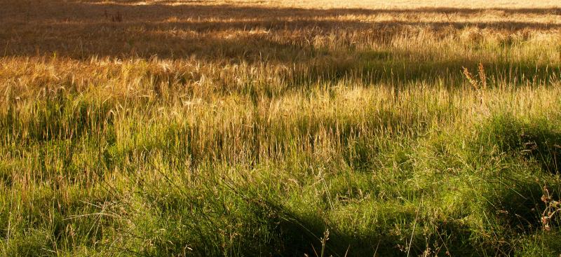 tall grasses on reserve