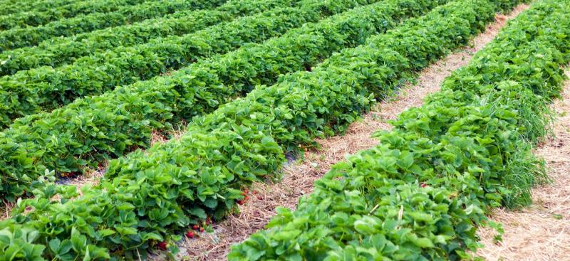 agricultural row crops