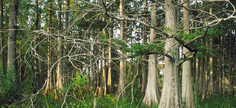 cypress trees