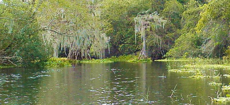 Gum Slough spring run