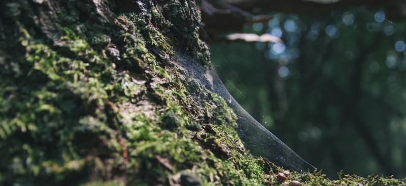 spider web on tree