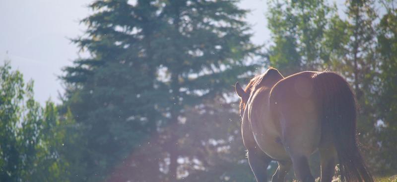 horse alone with trees behind