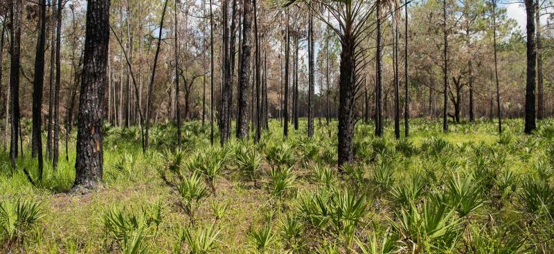 palmettos and pines 