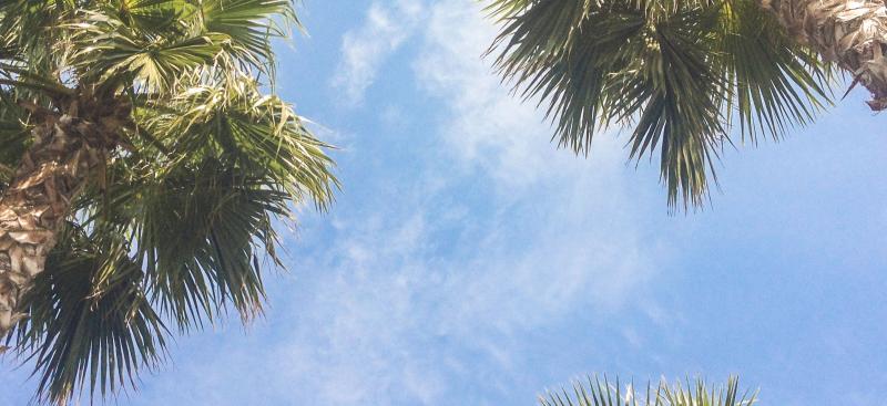 blue skies and palm tree tops