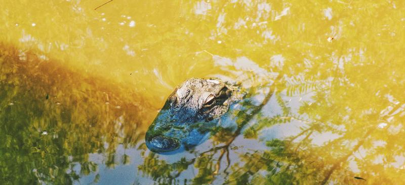 alligator head out of water