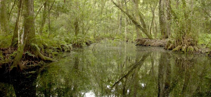Brooker Creek Preserve in Pinellas County