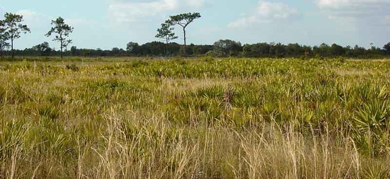palmetto and brush uplands
