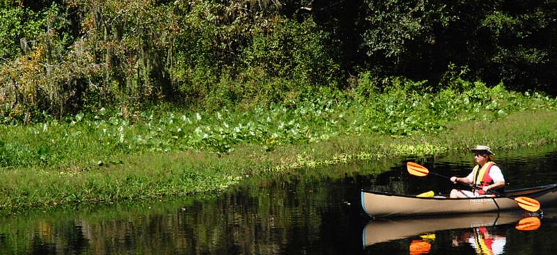 man canoeing by thick vegetated shoreline