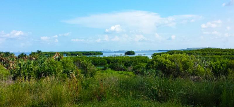 vegetation with estuary and skyline in background