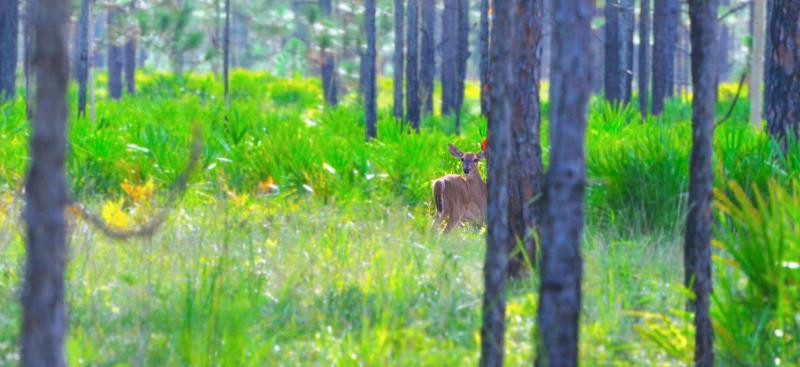 deer in woods