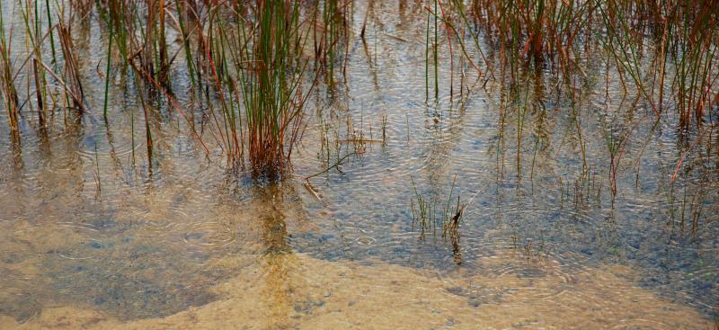 shallow water pond close up 