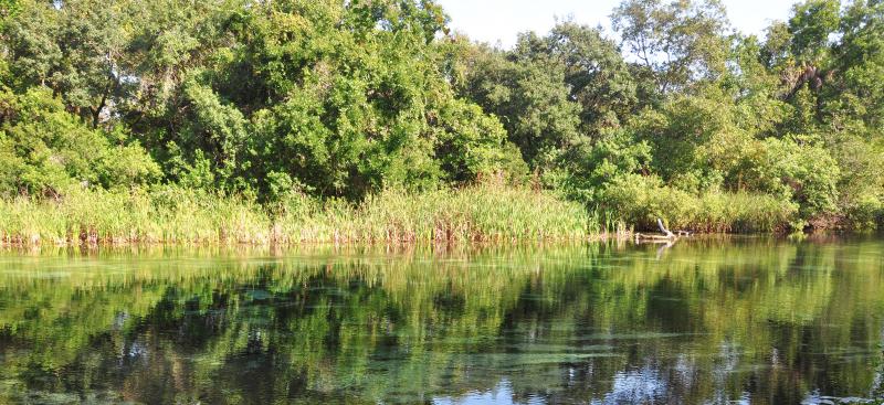 Weeki Wachee River and shoreline