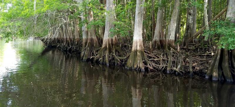 Withlacoochee River with high/low water marks