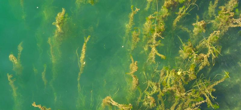hydrilla at water's surface and under water