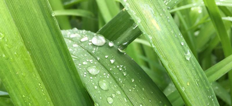 Raindrops on leaves