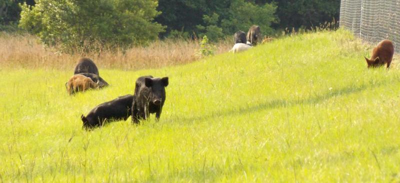 Hogs in a field