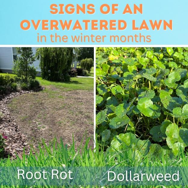 signs of an overwatered lawn