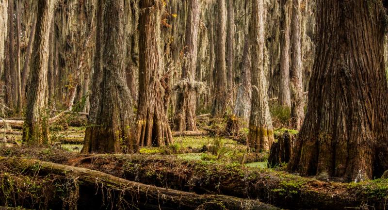 Moody view of cypress trees in wetland