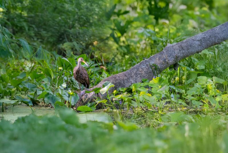 bird in nature