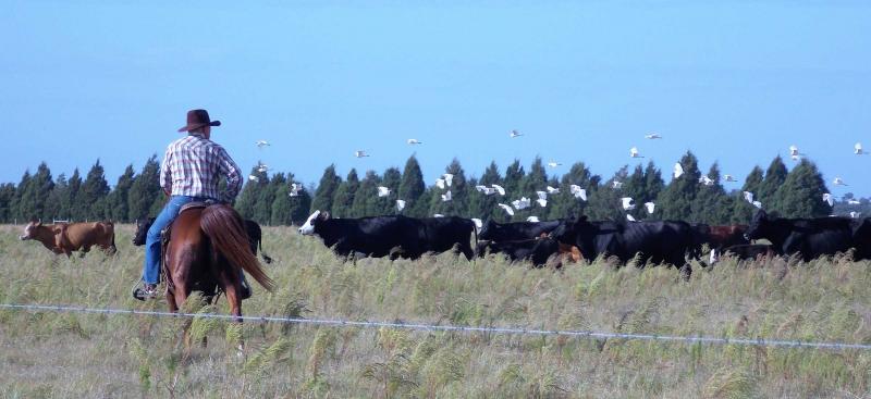 cattle grazing on grass