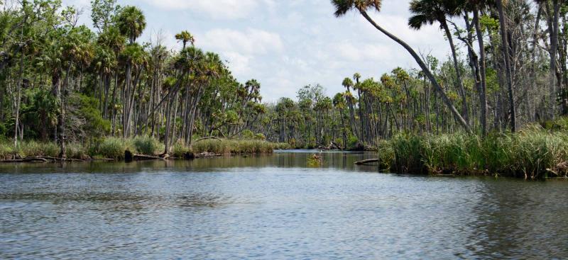 Trees and grasses on the banks of the Chassahowitzka River