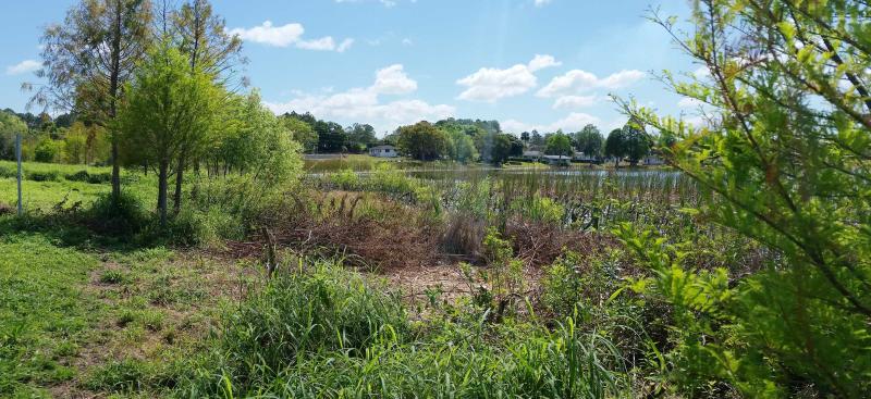 Overgrown wetlands near a small lake
