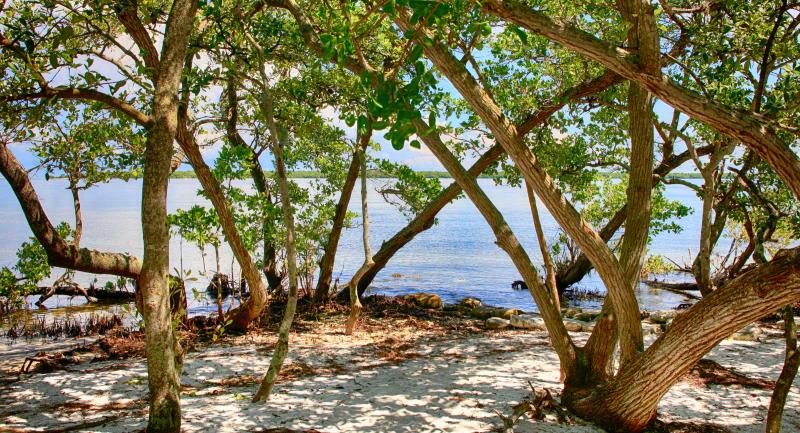 mangroves in sandy beach beside bay