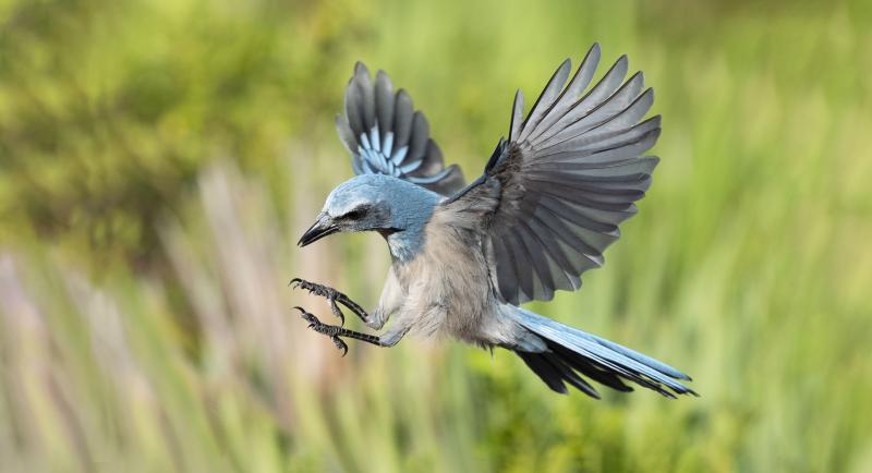 Scrub jay in flight