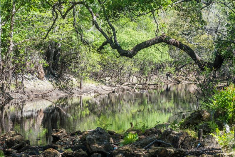 Green Swamp Photos