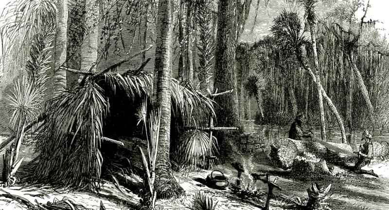Historical engraving of cypress tree logging
