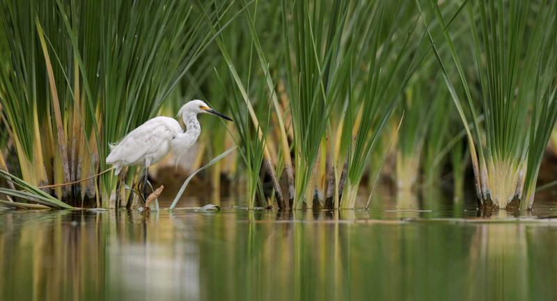 A white great egret wading in shallow water with swamp grasses in background