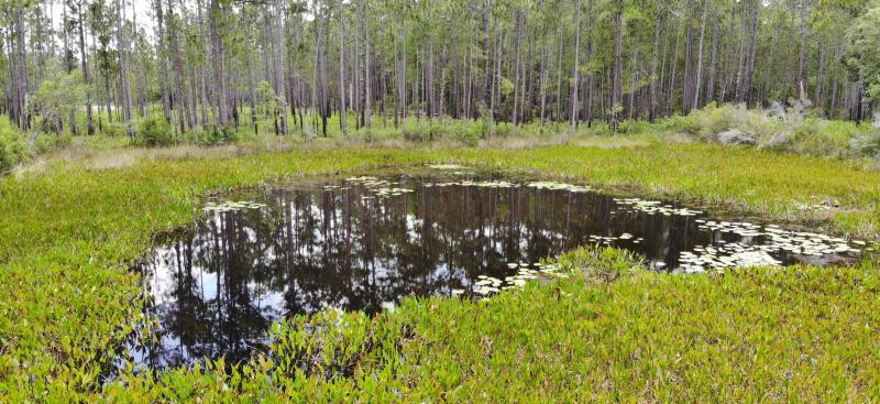 Green Swamp East