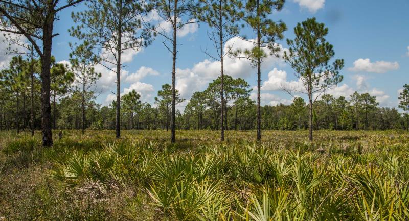 Upland pine forest with saw palmetto under a blue sky